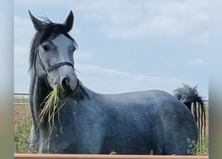 Westfale, Wallach, 5 Jahre, 166 cm, Schimmel