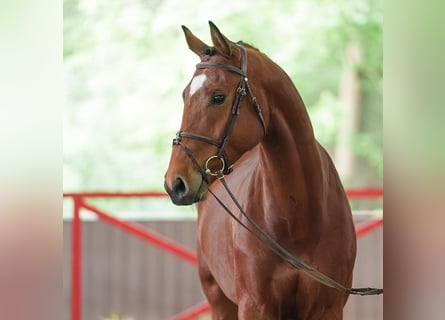 Westfale, Wallach, 5 Jahre, 167 cm, Brauner