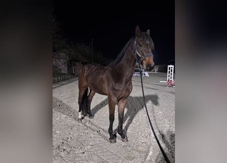 Westfale, Wallach, 5 Jahre, 167 cm, Brauner