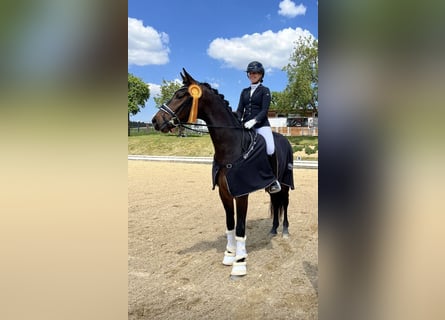 Westfale, Wallach, 5 Jahre, 167 cm, Dunkelbrauner