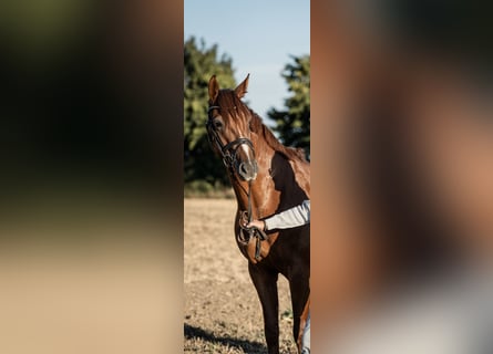 Westfale, Wallach, 5 Jahre, 167 cm, Dunkelfuchs