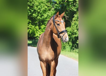 Westfale, Wallach, 5 Jahre, 167 cm, Fuchs