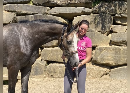 Westfale, Wallach, 5 Jahre, 167 cm, Schimmel