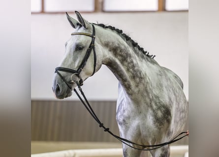 Westfale, Wallach, 5 Jahre, 167 cm, Schimmel