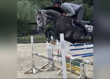 Westfale, Wallach, 5 Jahre, 167 cm