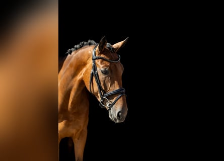 Westfale, Wallach, 5 Jahre, 168 cm, Brauner