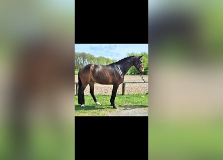 Westfale, Wallach, 5 Jahre, 168 cm, Brauner