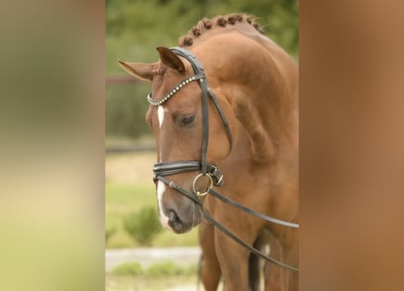 Westfale, Wallach, 5 Jahre, 168 cm, Dunkelfuchs