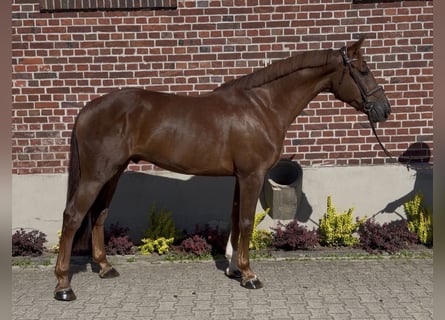 Westfale, Wallach, 5 Jahre, 168 cm, Dunkelfuchs