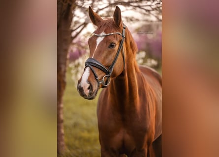 Westfale, Wallach, 5 Jahre, 168 cm, Fuchs