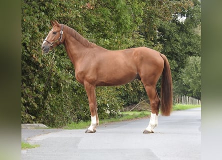 Westfale, Wallach, 5 Jahre, 168 cm, Fuchs
