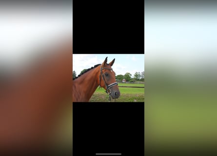 Westfale, Wallach, 5 Jahre, 169 cm, Brauner