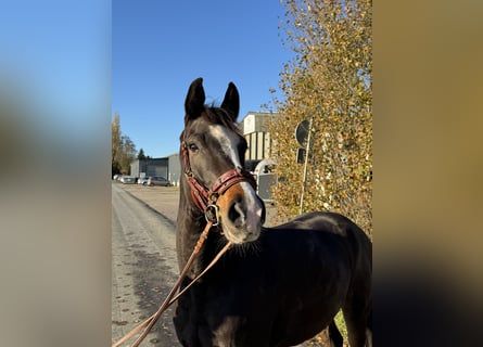 Westfale, Wallach, 5 Jahre, 169 cm, Dunkelbrauner