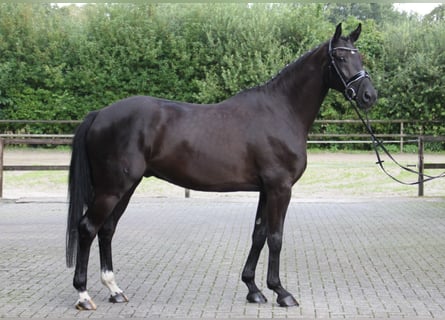 Westfale, Wallach, 5 Jahre, 169 cm, Rappe