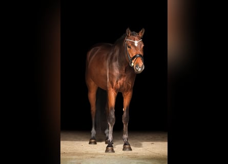 Westfale, Wallach, 5 Jahre, 170 cm, Brauner