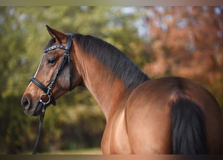 Westfale, Wallach, 5 Jahre, 170 cm, Brauner