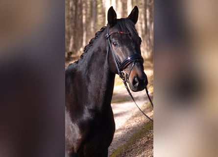 Westfale, Wallach, 5 Jahre, 170 cm