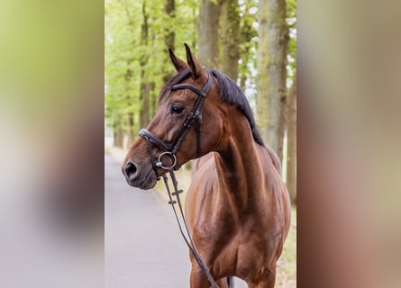 Westfale, Wallach, 5 Jahre, 170 cm, Dunkelbrauner