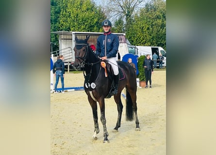 Westfale, Wallach, 5 Jahre, 170 cm, Dunkelbrauner