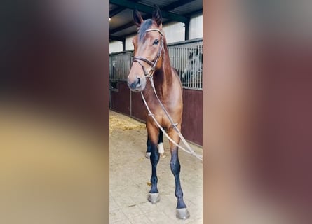 Westfale, Wallach, 5 Jahre, 171 cm, Brauner