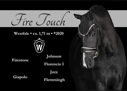 Westfale, Wallach, 5 Jahre, 171 cm, Rappe