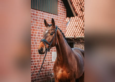 Westfale, Wallach, 5 Jahre, 172 cm, Brauner