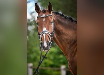 Westfale, Wallach, 5 Jahre, 172 cm, Brauner