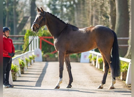 Westfale, Wallach, 5 Jahre, 172 cm, Brauner