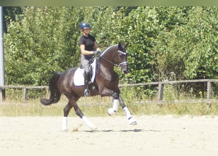 Westfale, Wallach, 5 Jahre, 172 cm, Rappe