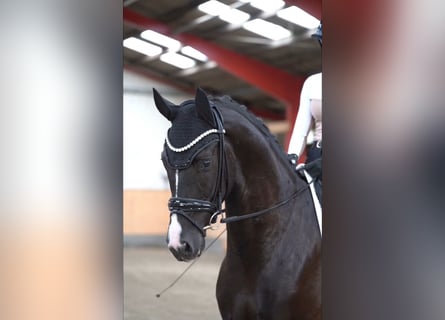 Westfale, Wallach, 5 Jahre, 172 cm, Rappe