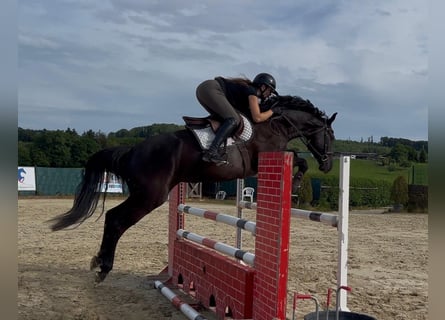 Westfale, Wallach, 5 Jahre, 172 cm, Rappe