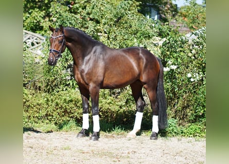 Westfale, Wallach, 5 Jahre, 172 cm, Schwarzbrauner