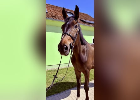Westfale, Wallach, 5 Jahre, 172 cm, Schwarzbrauner