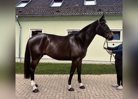 Westfale, Wallach, 5 Jahre, 172 cm, Schwarzbrauner