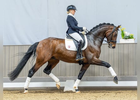 Westfale, Wallach, 5 Jahre, 173 cm, Brauner