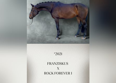 Westfale, Wallach, 5 Jahre, 174 cm, Brauner