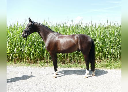 Westfale, Wallach, 5 Jahre, 174 cm, Dunkelbrauner
