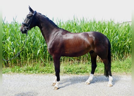 Westfale, Wallach, 5 Jahre, 174 cm, Dunkelbrauner