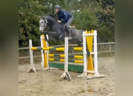 Westfale, Wallach, 5 Jahre, 174 cm, Rappschimmel