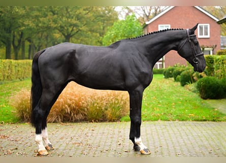 Westfale, Wallach, 5 Jahre, 180 cm, Rappe