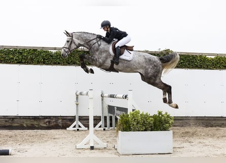 Westfale, Wallach, 5 Jahre, 180 cm