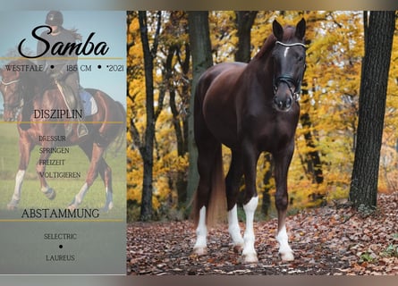 Westfale, Wallach, 5 Jahre, 185 cm, Dunkelfuchs