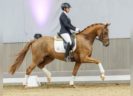 Westfale, Wallach, 5 Jahre, Brauner