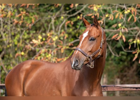 Westfale, Wallach, 5 Jahre, Brauner