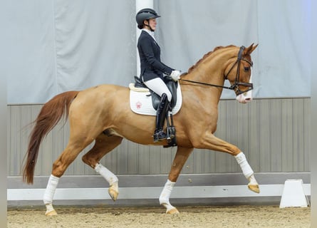 Westfale, Wallach, 5 Jahre, Fuchs