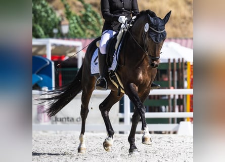 Westfale, Wallach, 6 Jahre, 147 cm, Dunkelbrauner