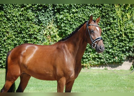 Westfale, Wallach, 6 Jahre, 158 cm, Brauner