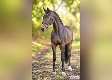Westfale, Wallach, 6 Jahre, 163 cm, Brauner