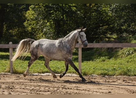 Westfale, Wallach, 6 Jahre, 163 cm, Schimmel
