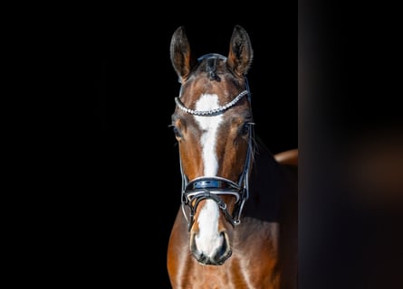 Westfale, Wallach, 6 Jahre, 166 cm, Brauner